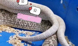 猪配种视频,从亲密接触至成功受孕